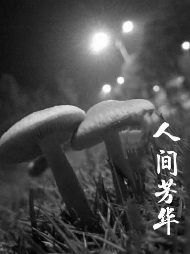 人间什么芳菲尽?